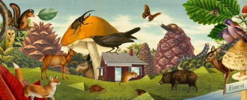 Children's book : Forest